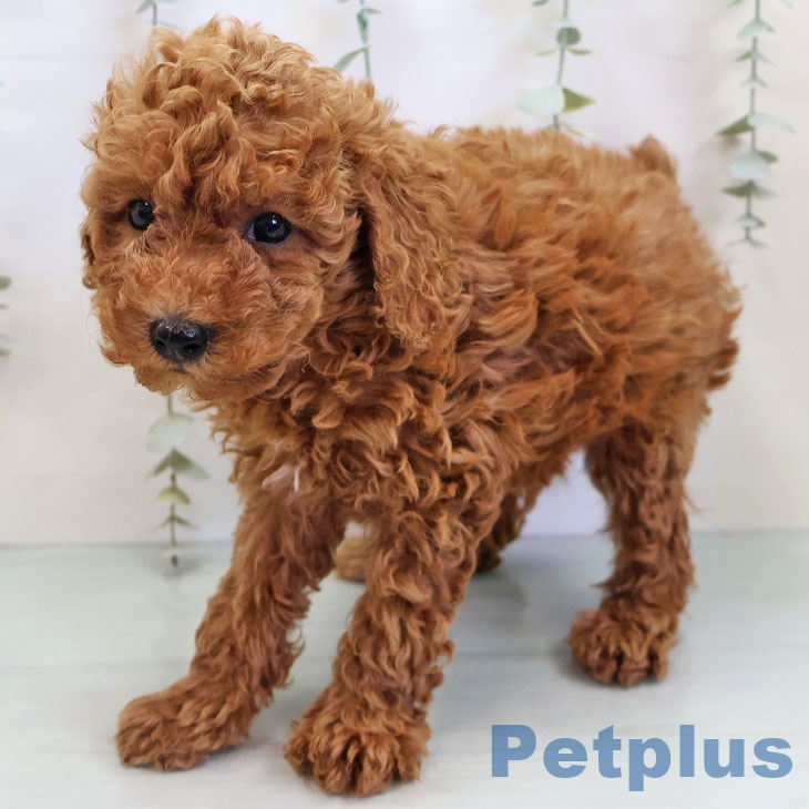 トイ・プードルの写真2