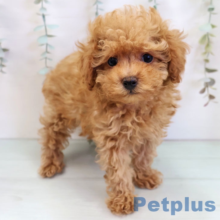 トイ・プードル