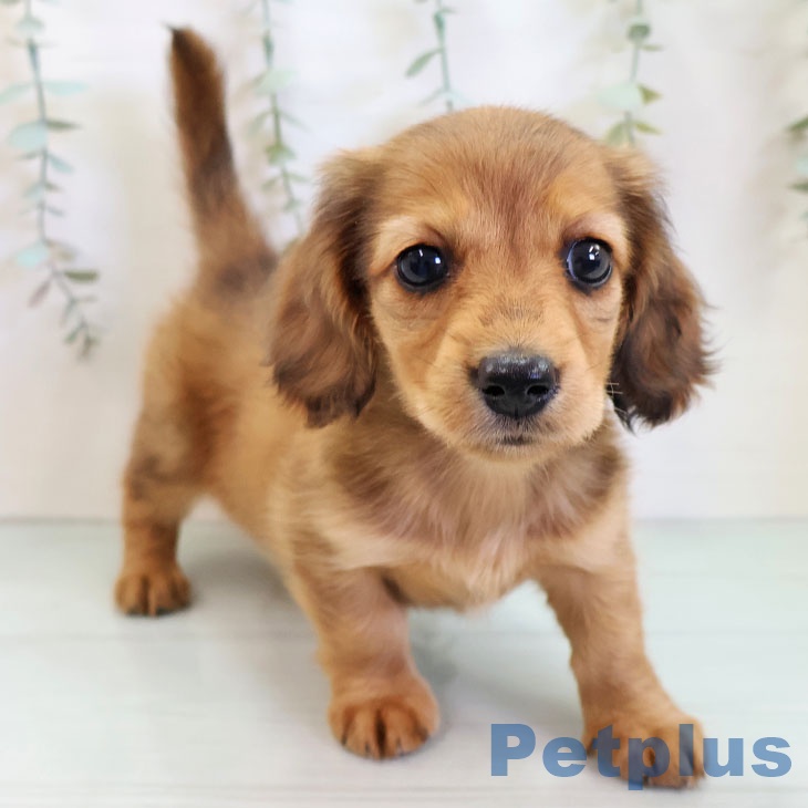 ミニチュア・ダックスフンド