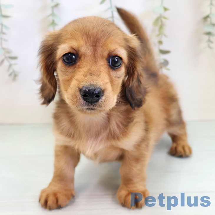 ミニチュア・ダックスフンドの写真2