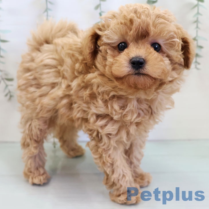 トイ・プードル