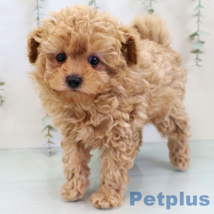 トイ・プードルの写真2