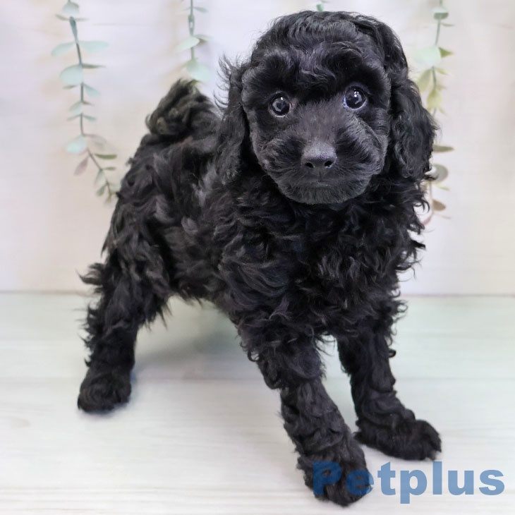 トイ・プードル