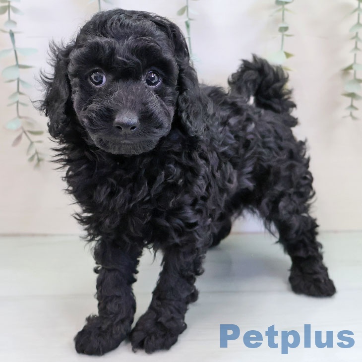 トイ・プードルの写真2