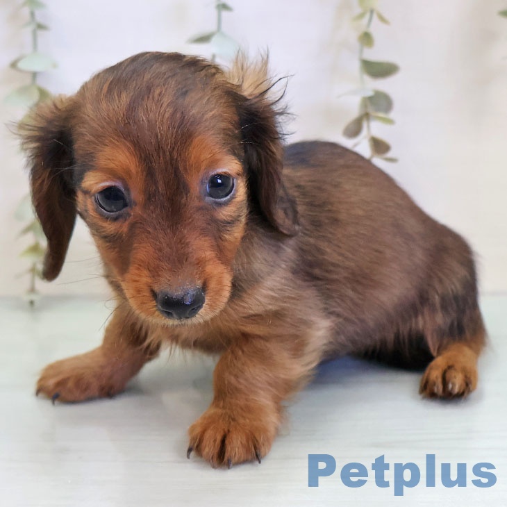 カニーンヘン・ダックスフンド