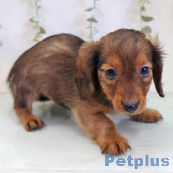 カニーンヘン・ダックスフンドの写真2