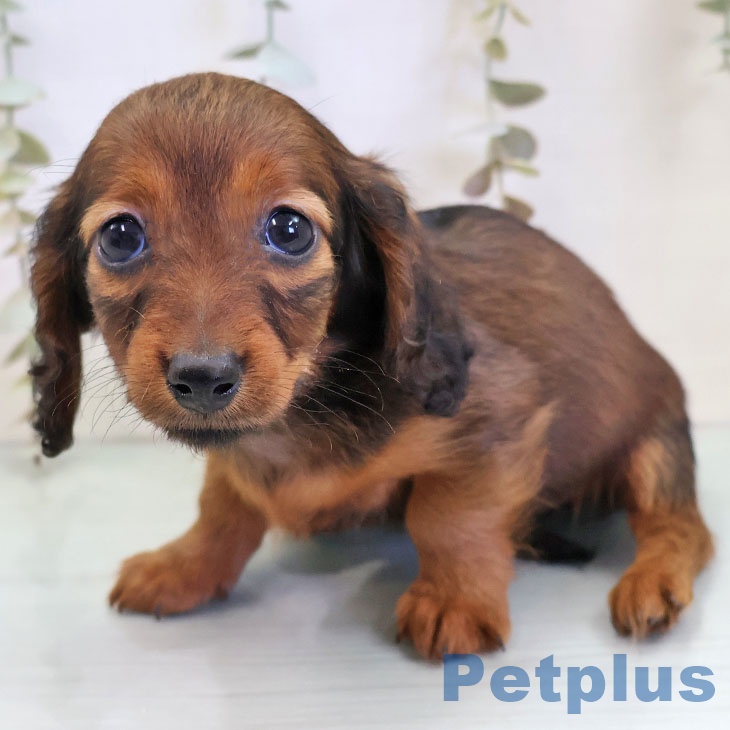 カニーンヘン・ダックスフンドの写真2