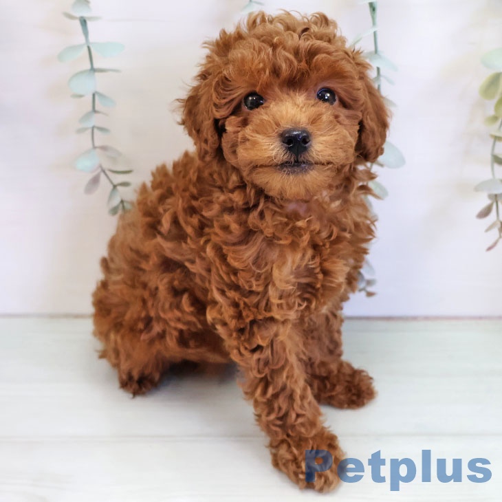 トイ・プードル