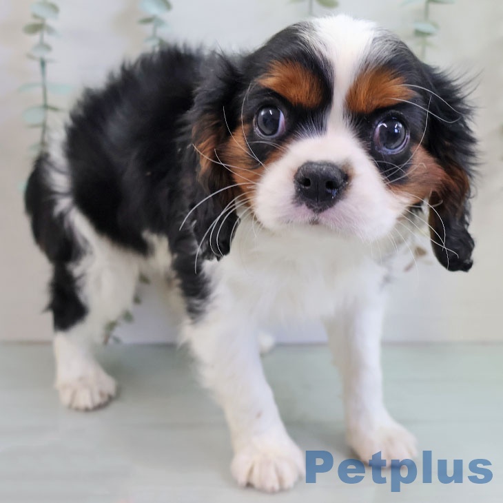 キャバリア・キングチャールズ・スパニエル