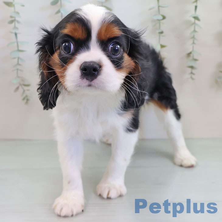 キャバリア・キングチャールズ・スパニエルの写真2