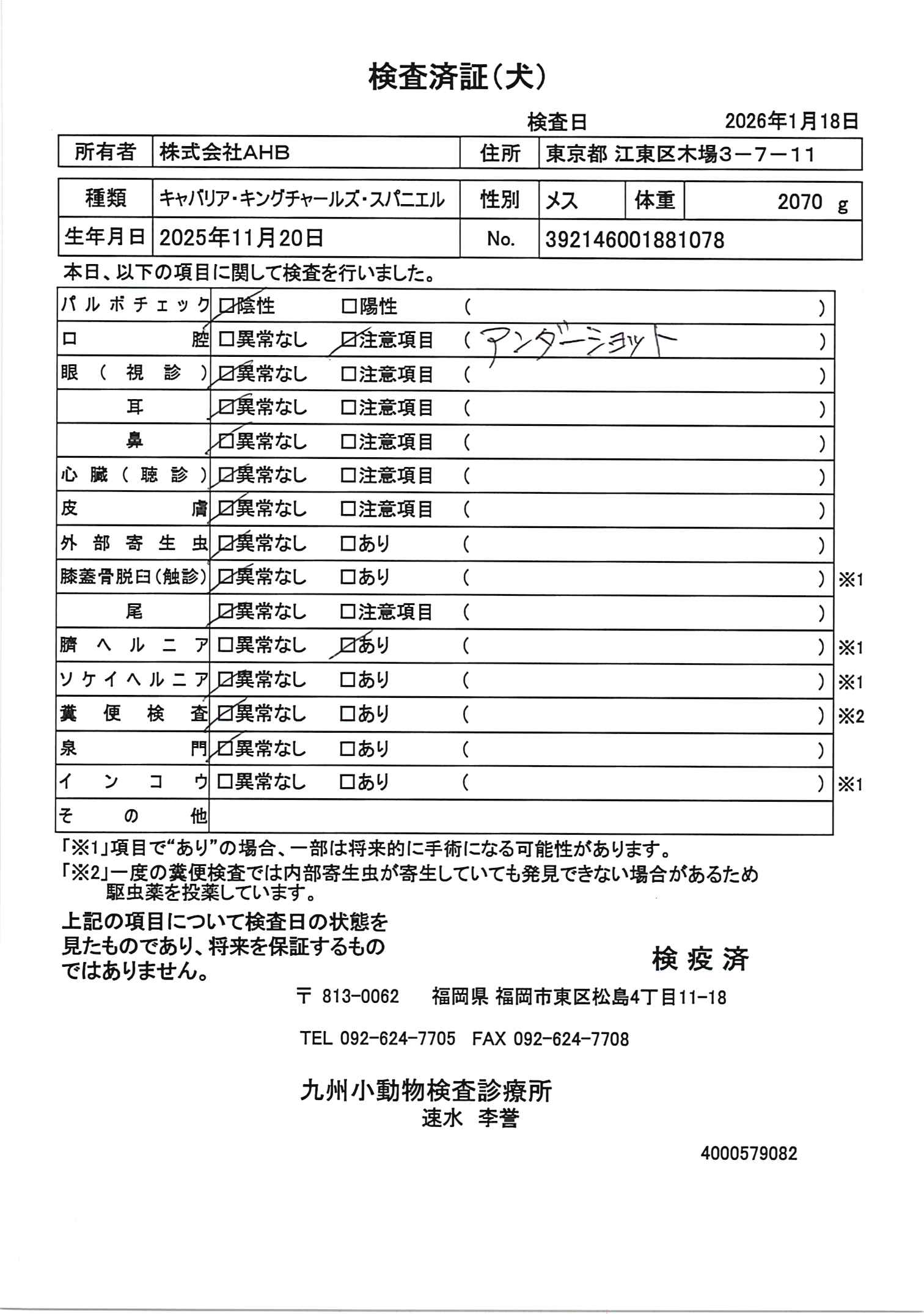 キャバリア・キングチャールズ・スパニエル