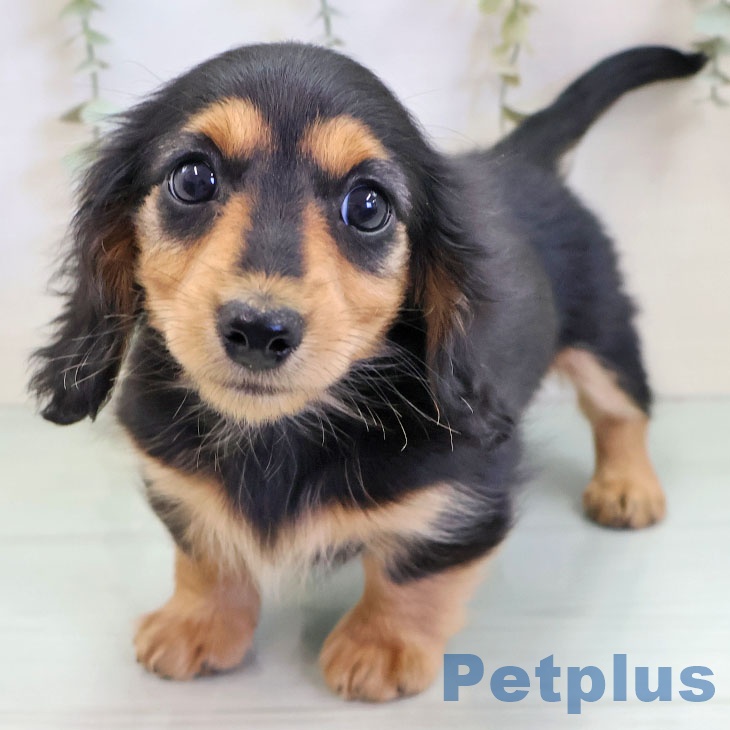 ミニチュア・ダックスフンド