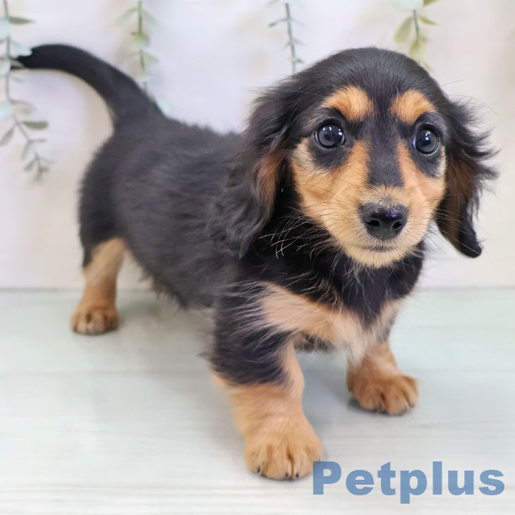 ミニチュア・ダックスフンドの写真2