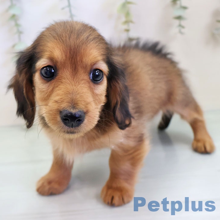 ミニチュア・ダックスフンド