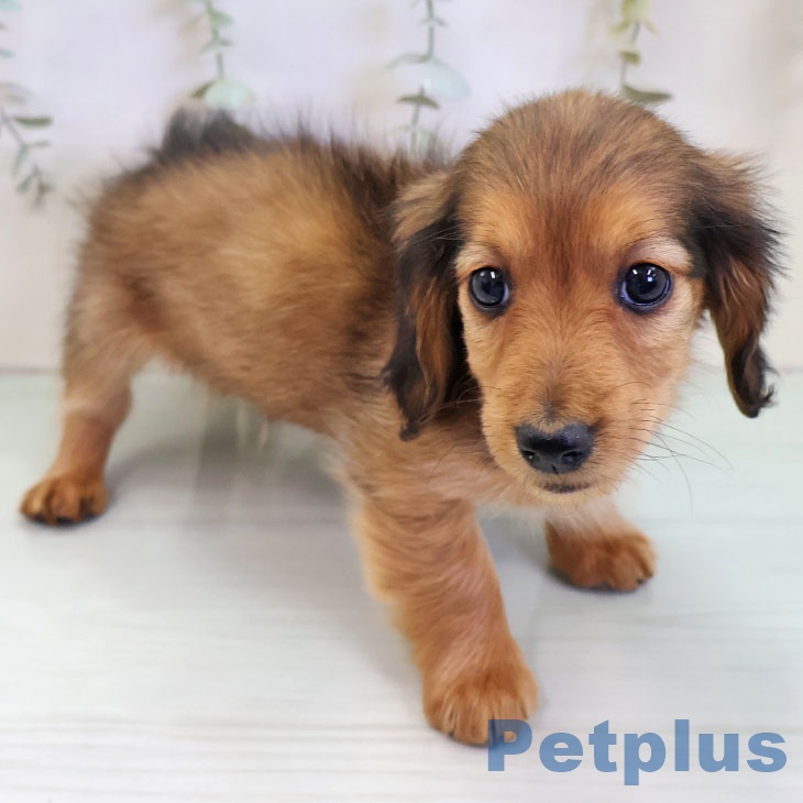 ミニチュア・ダックスフンドの写真2