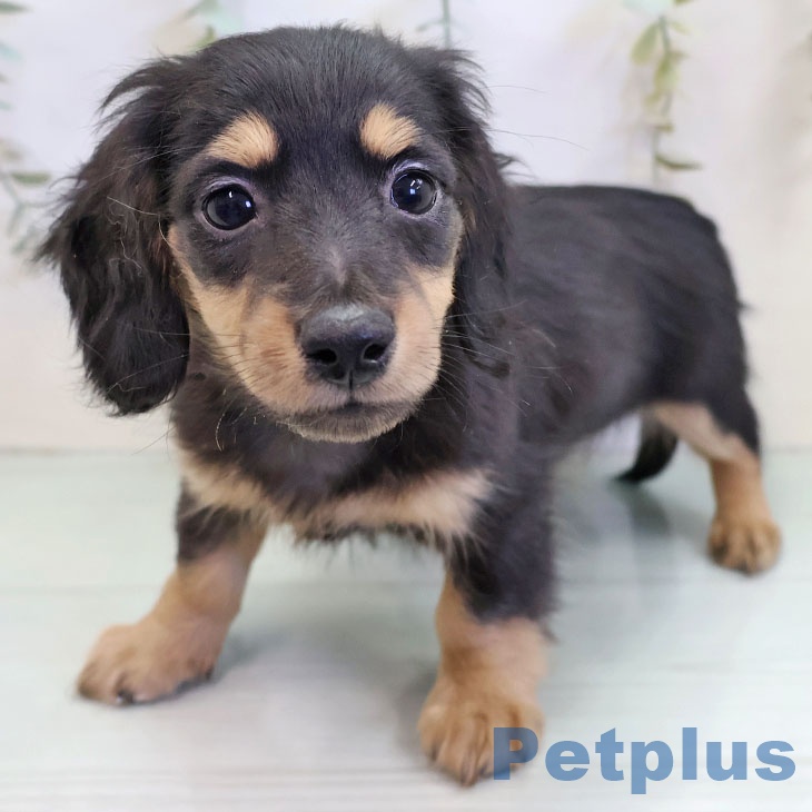 ミニチュア・ダックスフンド