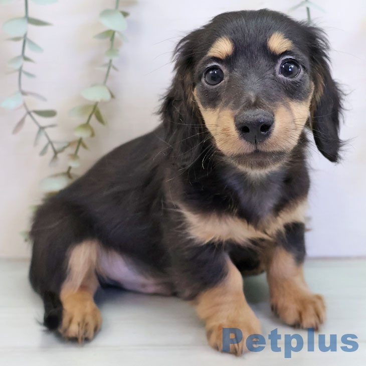 ミニチュア・ダックスフンドの写真2