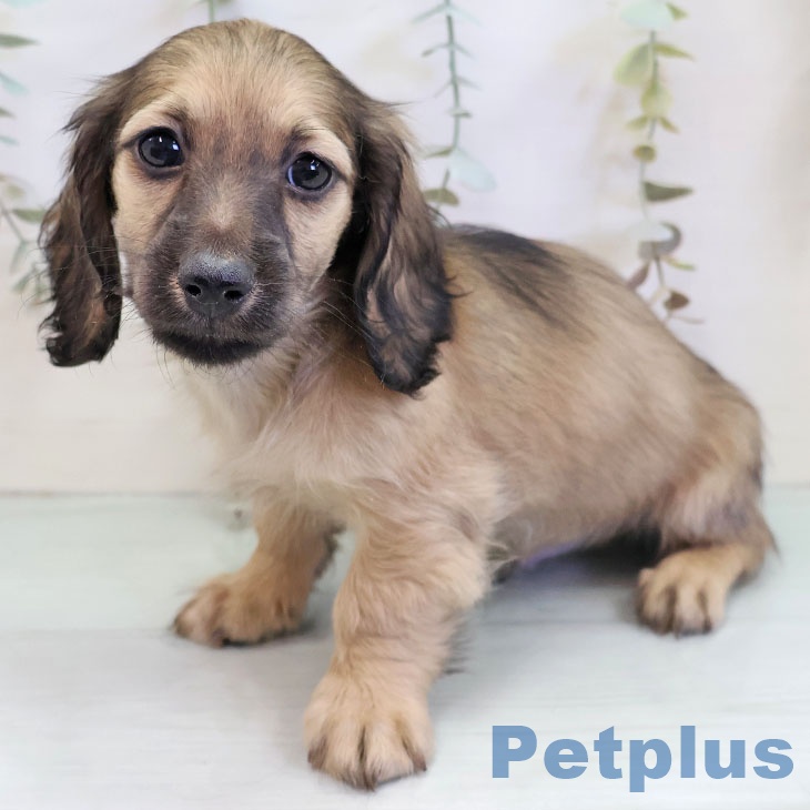 ミニチュア・ダックスフンド