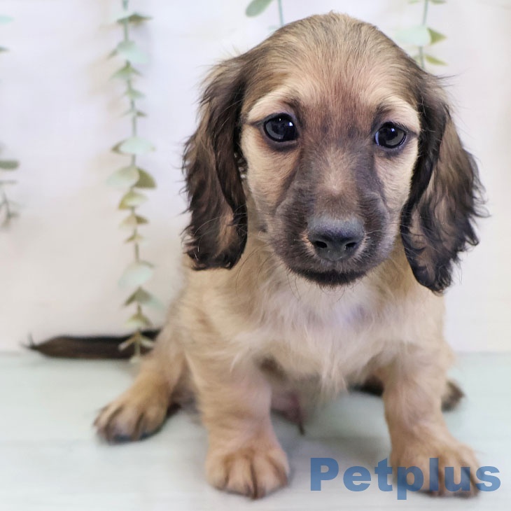 ミニチュア・ダックスフンドの写真2