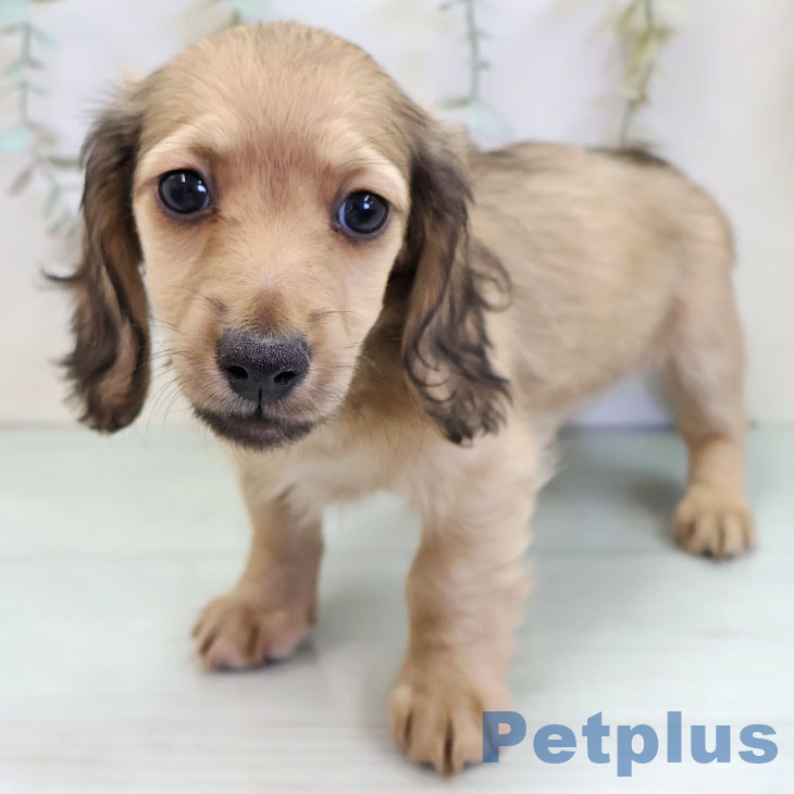 ミニチュア・ダックスフンド