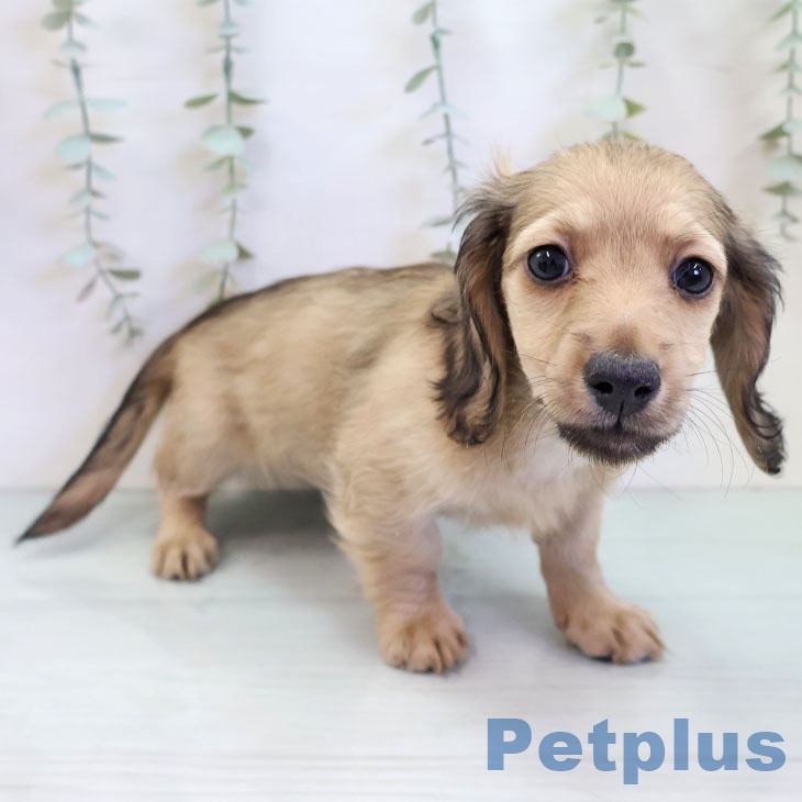 ミニチュア・ダックスフンドの写真2