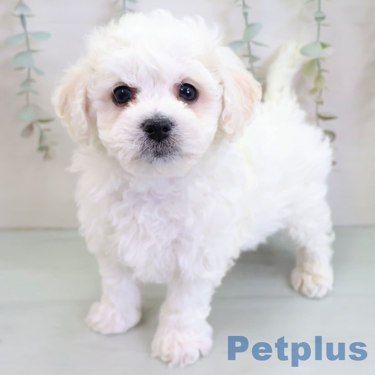 ビション・フリーゼ