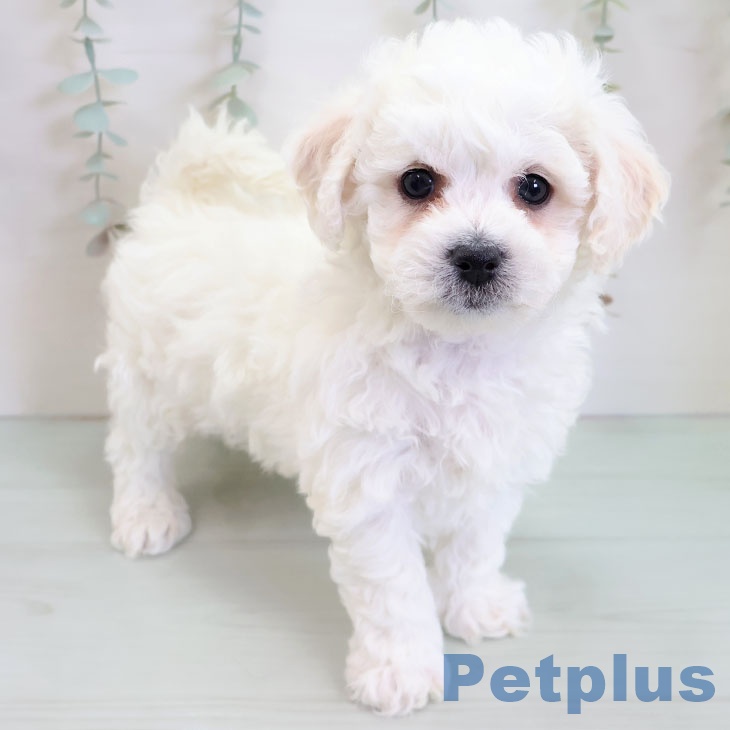 ビション・フリーゼの写真2