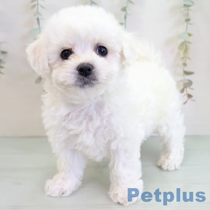 ビション・フリーゼ