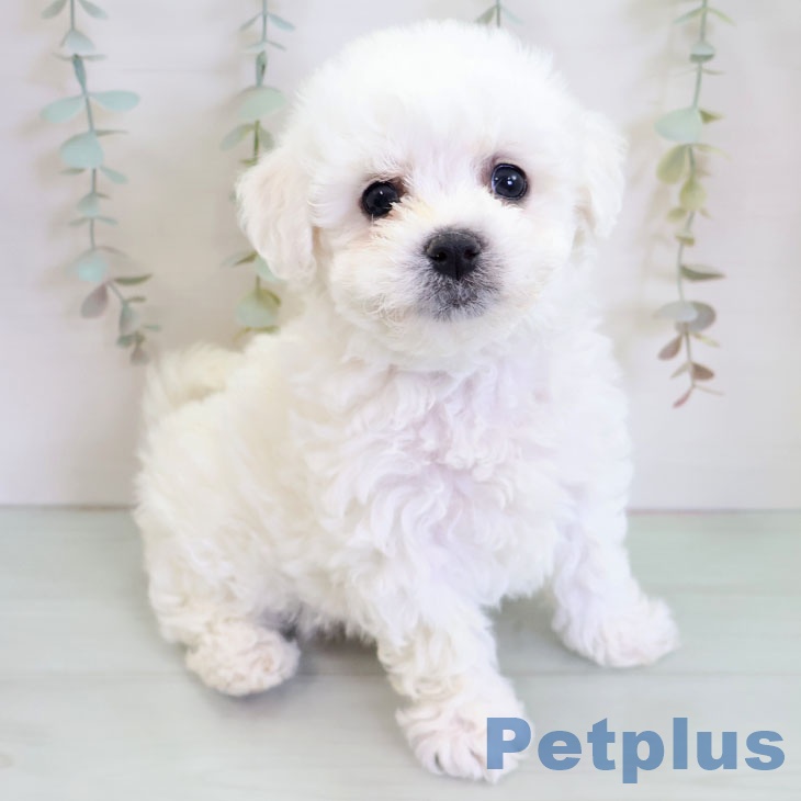 ビション・フリーゼの写真2