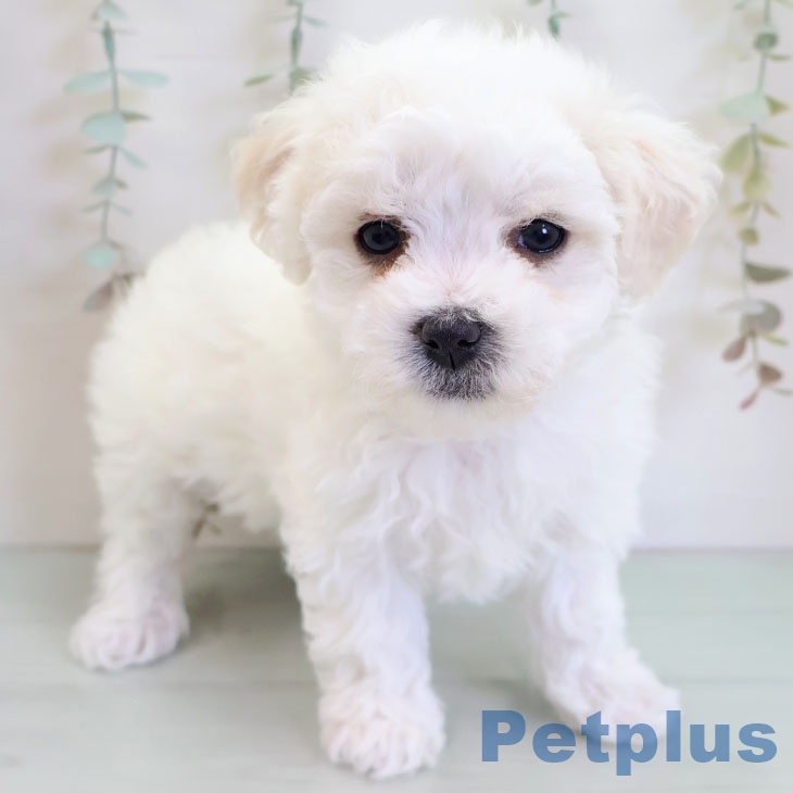 ビション・フリーゼ