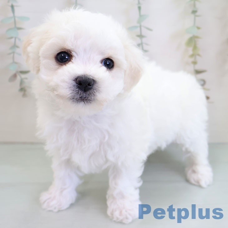 ビション・フリーゼの写真2