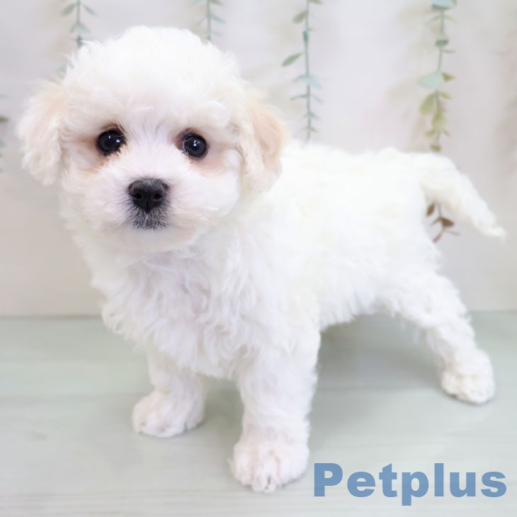 ビション・フリーゼ