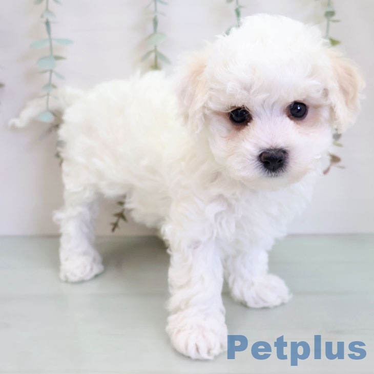 ビション・フリーゼの写真2