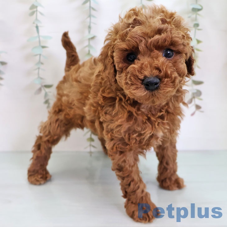 トイ・プードル