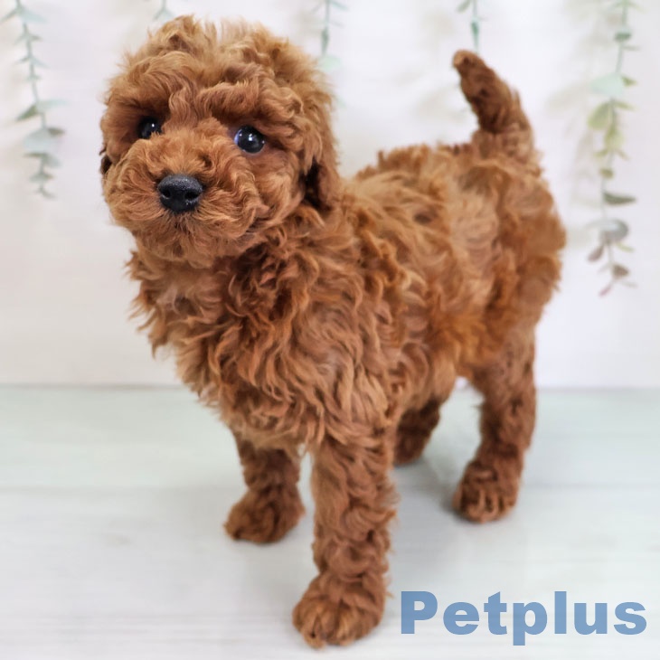 トイ・プードルの写真2