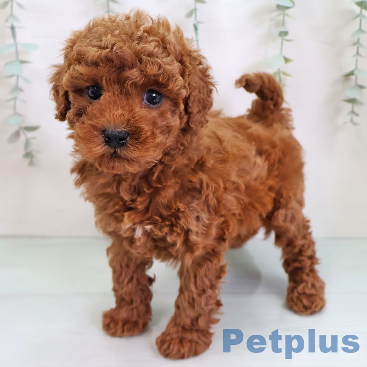 トイ・プードル