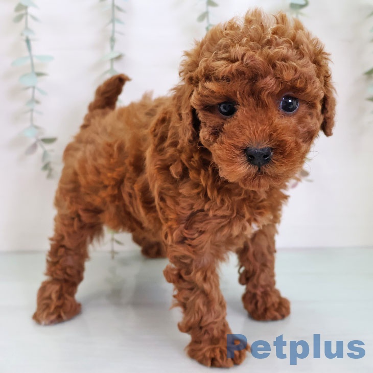 トイ・プードルの写真2