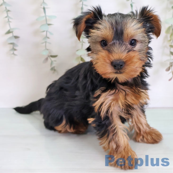 ヨークシャー・テリア