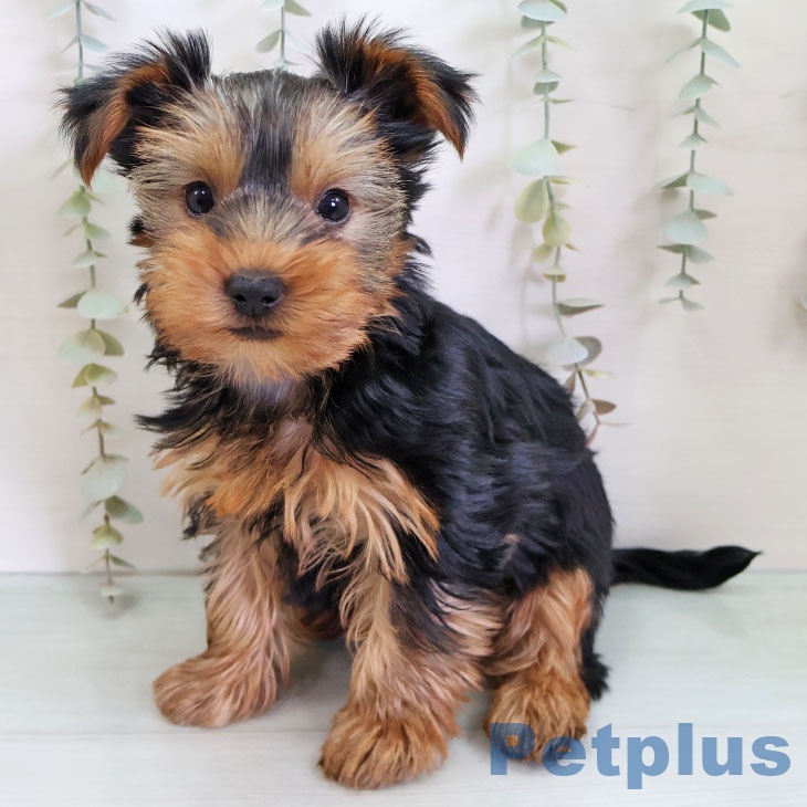 ヨークシャー・テリアの写真2