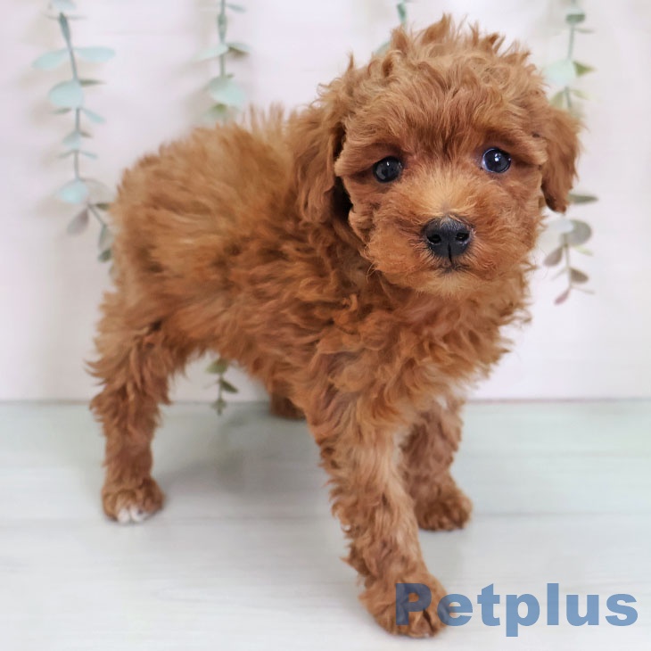 トイ・プードル