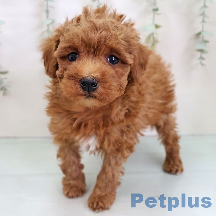 トイ・プードルの写真2