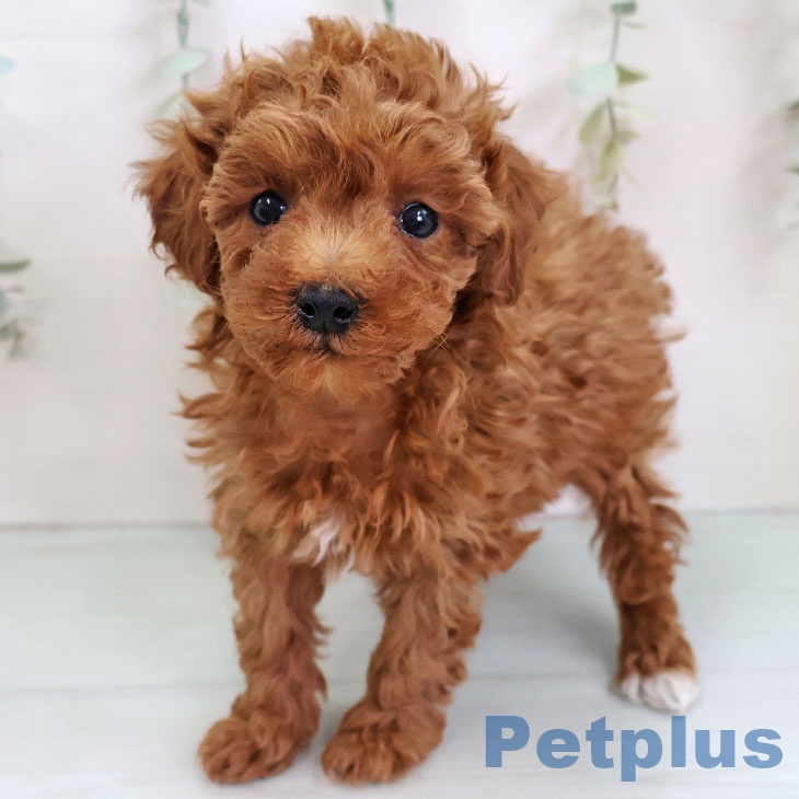 トイ・プードル