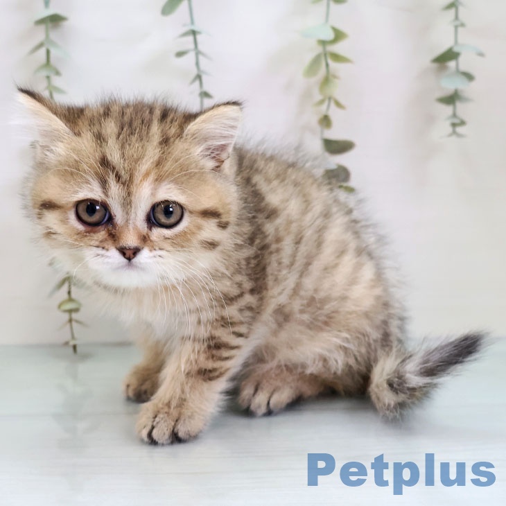 ペルシャの写真2