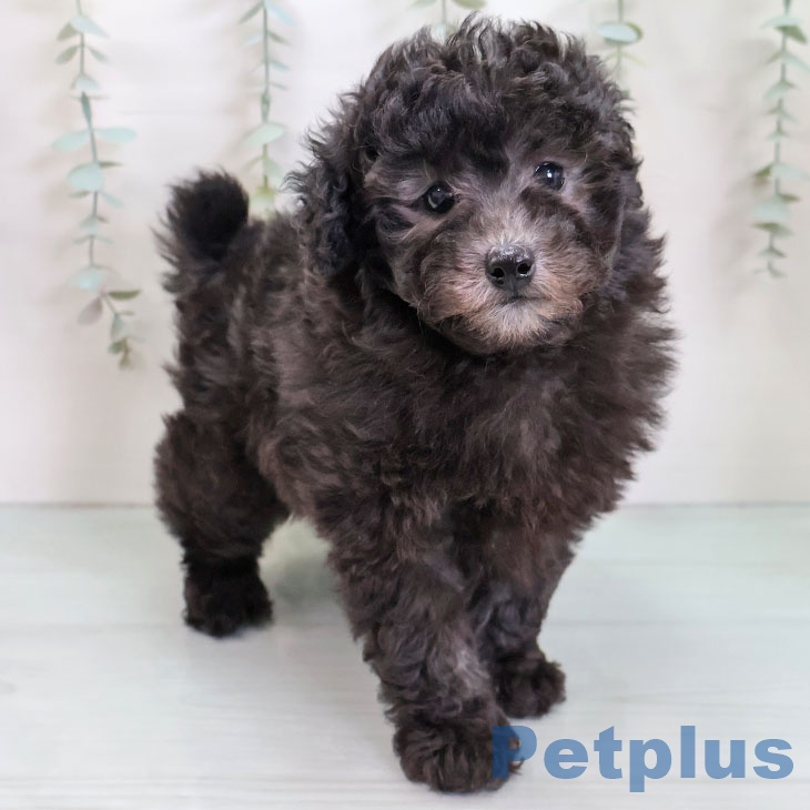 トイ・プードル