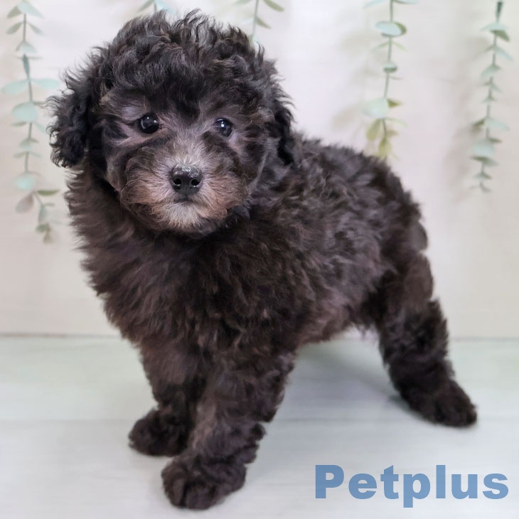 トイ・プードルの写真2