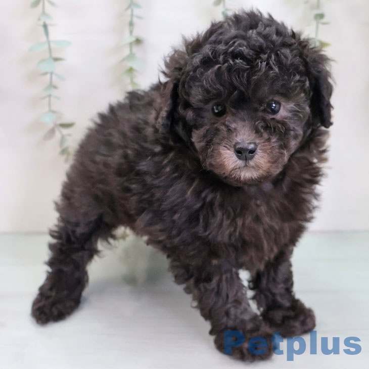 トイ・プードル