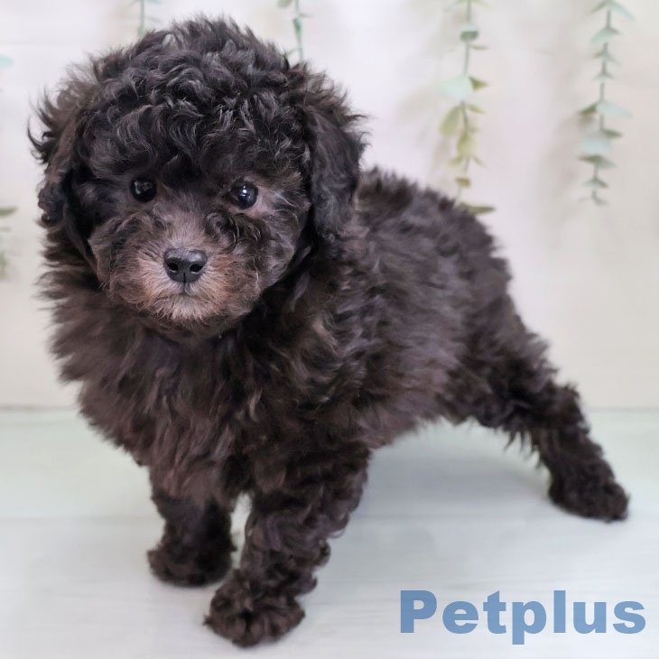 トイ・プードルの写真2