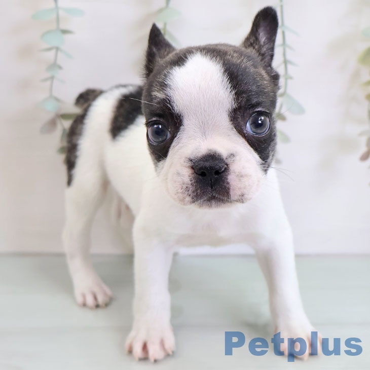 フレンチ・ブルドッグ