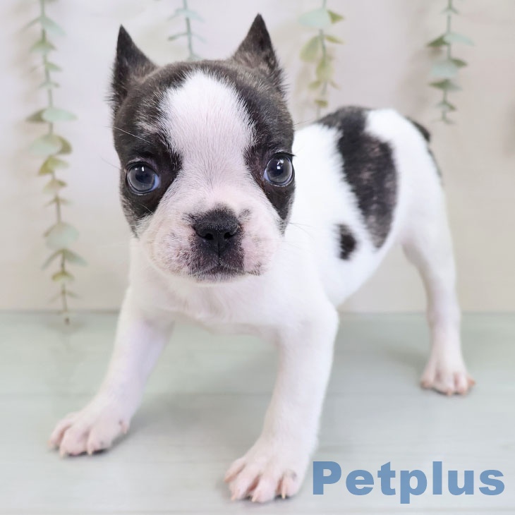 フレンチ・ブルドッグの写真2