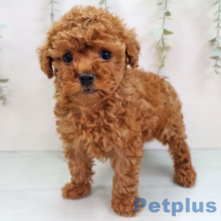 トイ・プードル